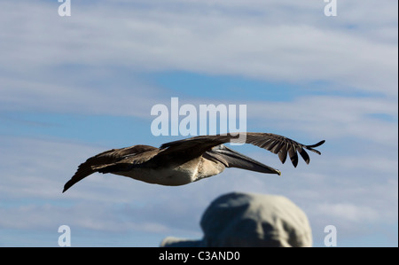 Le vol à basse altitude Pélican brun Pelecanus occidentalis, Îles Galápagos Banque D'Images