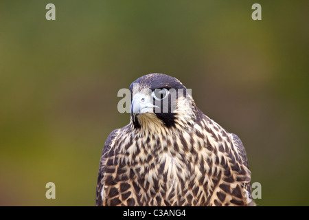 Le faucon pèlerin, Falco peregrinus, captive, portrait, close-up, Loughborough, Leicestershire, Angleterre, Royaume-Uni, France, FR, Banque D'Images