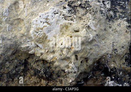 Starfish pétrifiée incorporés dans des rochers de grès au-dessus du niveau de la mer à Pinu Point sur l'île maltaise de Gozo. Banque D'Images