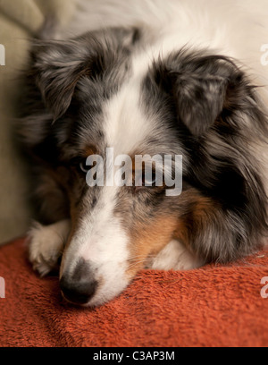 Shetland Sheepdog relaxing on sofa. Banque D'Images