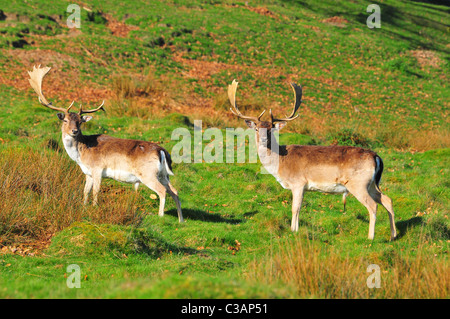 Paire de daims cerfs Banque D'Images