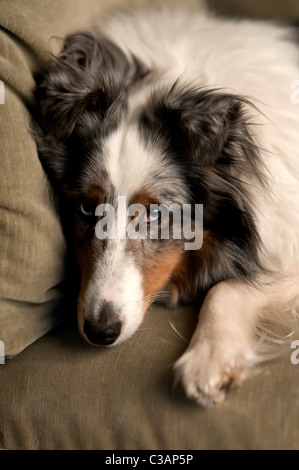 Shetland Sheepdog relaxing on sofa. Banque D'Images