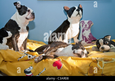 Les chiens et les jouets sur lit d'enfant Banque D'Images