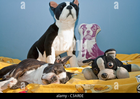 Les chiens et les jouets sur lit d'enfant Banque D'Images