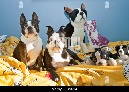 Les chiens et les jouets sur lit d'enfant Banque D'Images