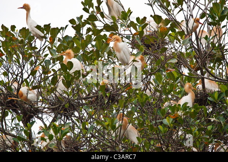 Le sacré garde-boeufs (Bubulcus ibis) de PETULU venir se percher et nicher dans les arbres chaque soir - UBUD, BALI Banque D'Images