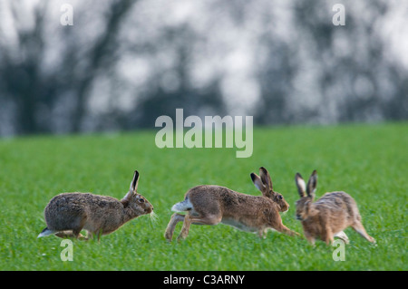 Brown mâles et femelles lièvres (Lepus europaeus) chassant les uns les autres Banque D'Images