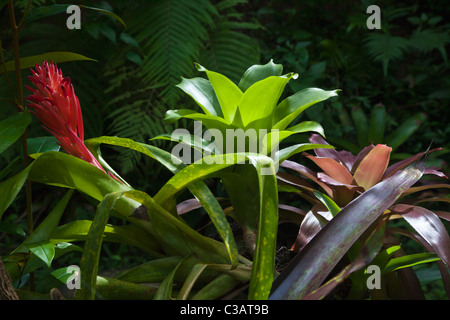 Un BROMELIA plantes en fleurs au jardin botanique d'Ubud - Bali, Indonésie Banque D'Images