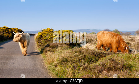 Bétail des Highlands pâturant le long de la route de campagne sur Exmoor, Cloutsham, Somerset, Angleterre Banque D'Images