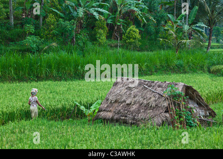 Une femme balinaise promenades à travers les champs de riz dans les terres agricoles le long de SIDEMAN ROAD - BALI, INDONÉSIE Banque D'Images