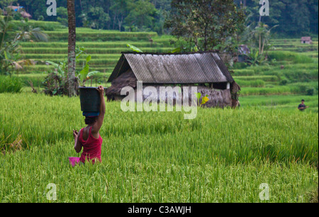 Une femme balinaise promenades à travers les champs de riz dans les terres le long agrticultural SIDEMAN ROAD - BALI, INDONÉSIE Banque D'Images