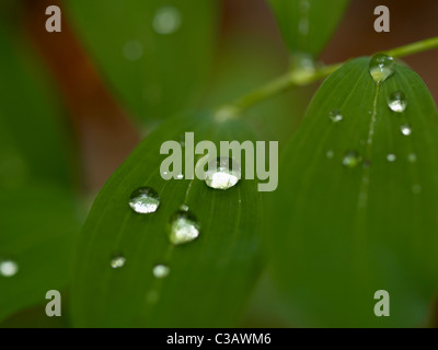 Macro image de gouttelettes d'eau sur les feuilles vert Banque D'Images
