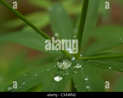 Macro image de gouttelettes d'eau sur une feuille Banque D'Images