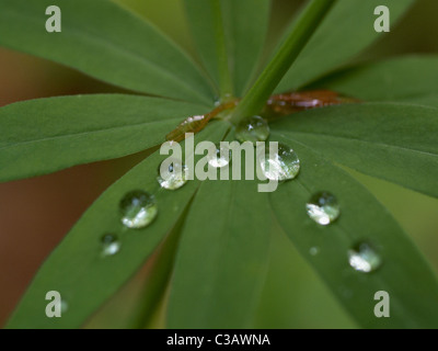 Macro image de gouttelettes d'eau sur une feuille verte dans la région de Woods Banque D'Images