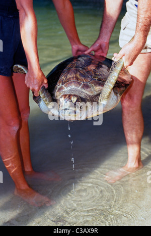 Deux volontaires blessés portent une tortue de mer verte dans un bassin de la réadaptation dans les Keys de la Floride à l'hôpital des tortues à Marathon, Floride, USA. Banque D'Images