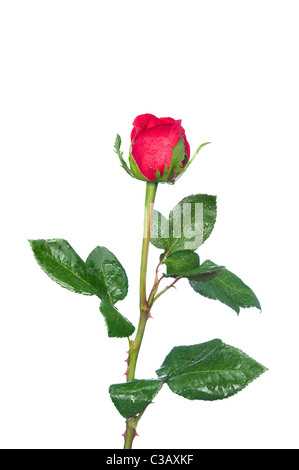 Une rose rouge isolé sur blanc. Banque D'Images