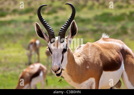 Un springbok, Antidorcas marsupialis, à partir de la région de l'Afrique du Kalahari Banque D'Images