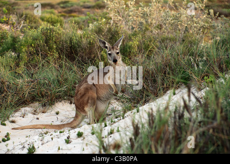 Le kangourou, le Cape Range National Park, au nord-ouest de l'Australie Banque D'Images