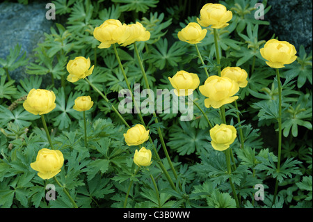 Fleur jaune globe Globeflower Trollius europaeus Banque D'Images