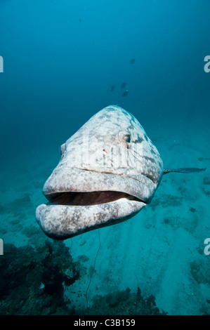 Patate grouper, Epinephelus tukula, la baie de Sodwana, Afrique du Sud, l'Inde Ocean Banque D'Images