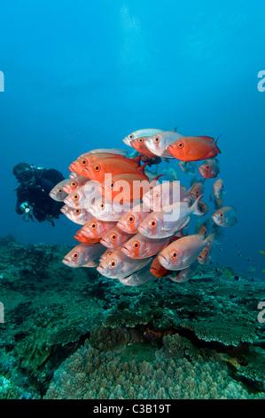 L'École de big-eyes ou verre-oeil Heteropriacanthus cruentatus, vivaneau et scuba diver Banque D'Images