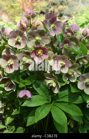 Un mauve à l'hybride de Lenten Rose Helleborus x hybridus Banque D'Images