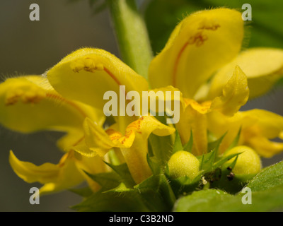 Lamiastrum galeobdolon Archange, jaune Banque D'Images