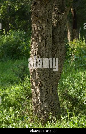 Chêne-liège (Quercus suber), Corse, France Banque D'Images