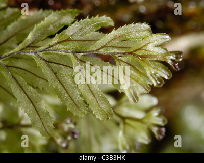 Wilson's Filmy-fougère, hymenophyllum wilsonii Banque D'Images