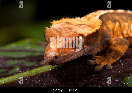 New Caledonian Crested Gecko - prises dans le studio. Banque D'Images