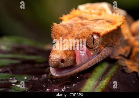 New Caledonian Crested Gecko - prises dans le studio. Banque D'Images