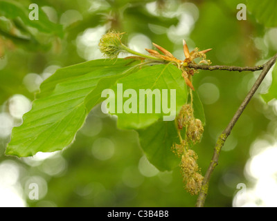 Floraison de hêtre, Fagus sylvatica Banque D'Images