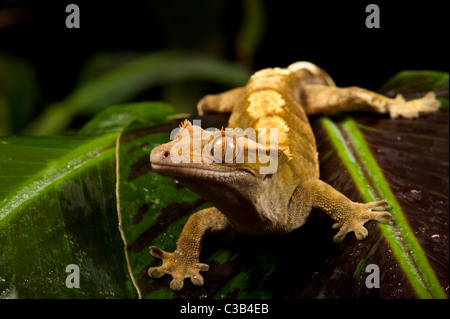 New Caledonian Crested Gecko - prises dans le studio. Banque D'Images