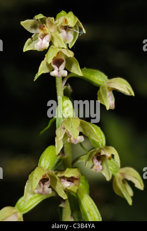 Large-leaved Helleborine Epipactis helleborine, Banque D'Images