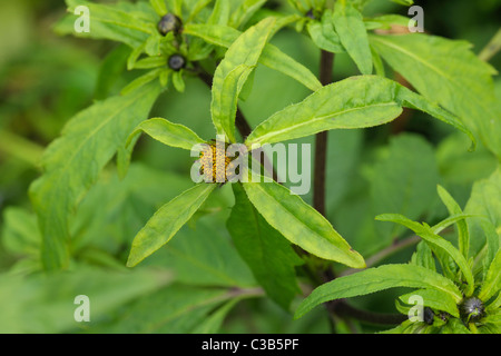 Bur-trifide, bidens tripartita marigold Banque D'Images