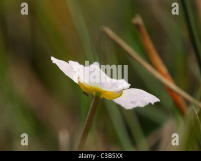 L'eau moindre-plantain, baldellia ranunculoides Banque D'Images