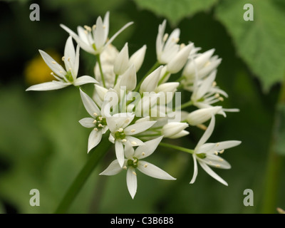 Ramsons ou ail sauvage, Allium ursinum Banque D'Images