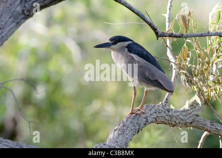 Bihoreau gris Nycticorax nycticorax, Venice, Florida, USA Banque D'Images