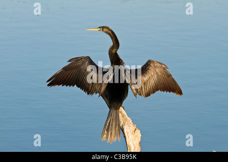 Anhinga Anhinga anhinga, séchage, ailes, Venice, Florida, USA Banque D'Images