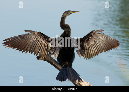 Anhinga Anhinga anhinga, séchage, ailes, Venice, Florida, USA Banque D'Images