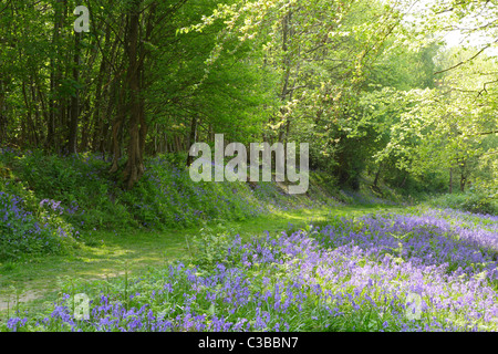 Bluebell walk in B-3461 BOIS Haut, East Sussex, Angleterre, RU, FR Banque D'Images