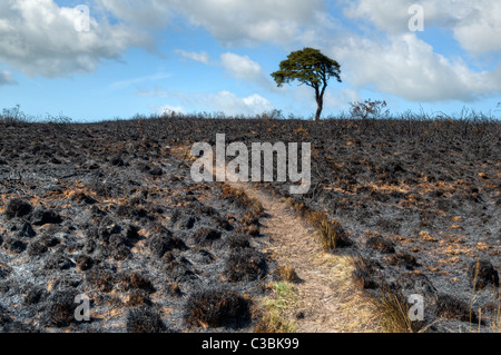 Terre brûlée avec arbre sur horizon après pinceau ou hill feux à Priddy, dans le Somerset, Royaume-Uni Mendips, pris aux beaux jours Banque D'Images