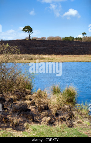 Priddy étang dans le Somerset, Mendips avec pinceau paysage noirci après les dégâts causés par le feu, prise le jour ensoleillé Banque D'Images
