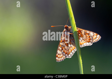 Vue de dessous rétroéclairé Marsh Fritillary Euphydryas aurinia sur tige d'herbe, Gloucestershire, Royaume-Uni, mai 2011. Banque D'Images