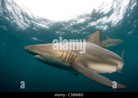 Tipshark Carchahinus-limbatus noir Banque D'Images