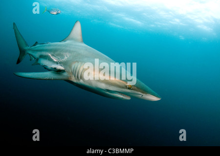 Tipshark Carchahinus-limbatus noir Banque D'Images