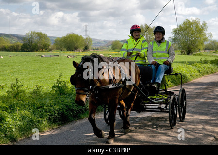 Pony and trap pris près de Godney sur Somerset Levels, Somerset, England, UK Banque D'Images