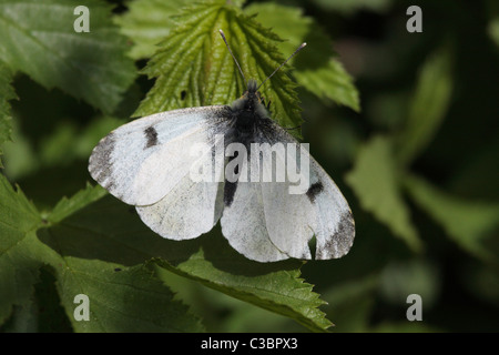 Petit papillon blanc Banque D'Images