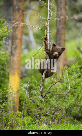 Bébé Ours Pole Dance Banque D'Images