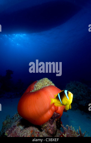 Anémone Heteractis magnifica-Magnifique et Mer Rouge poisson clown Amphiprion bicinctus- Banque D'Images